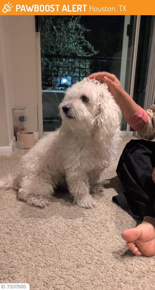 Found/Stray Unknown Dog last seen Near old farm road, Houston, TX 77063