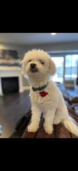 Reunited Male Dog last seen Mapleleaf Falls Dr, Allen, TX 75002