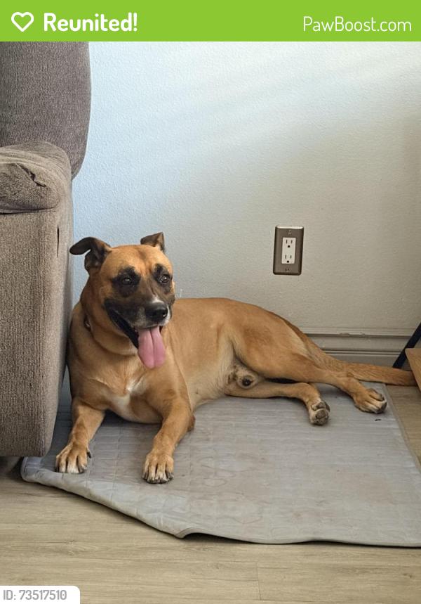Reunited Male Dog last seen Harwood Pl, Mc Fadden Ave, Santa Ana, CA 92702
