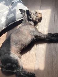 Lost Male Dog last seen Mountain avenue Perris ca, Perris, CA 92570