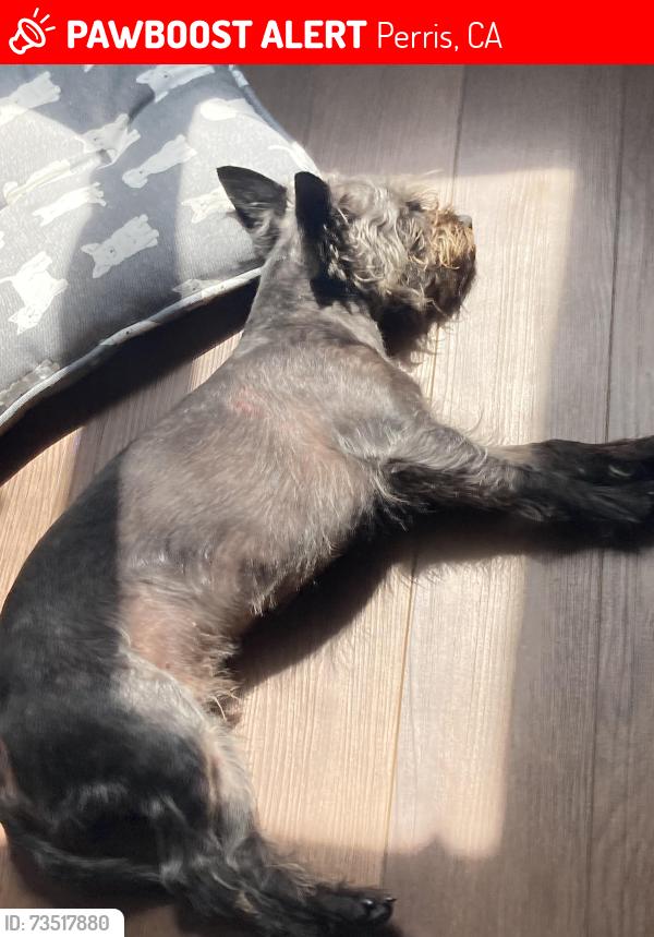 Lost Male Dog last seen Mountain avenue Perris ca, Perris, CA 92570