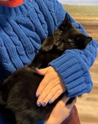 Reunited Female Cat last seen Gardner Drive Alpharetta, GA, Alpharetta, GA 30023