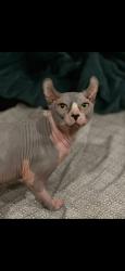 Lost Male Cat last seen Silverbell and Goret, Tucson, AZ 85745