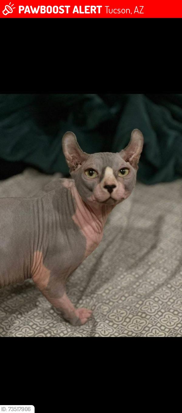 Lost Male Cat last seen Silverbell and Goret, Tucson, AZ 85745