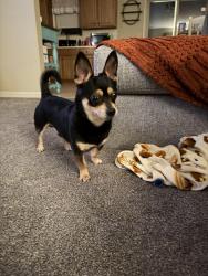 Found/Stray Male Dog last seen Kristy Lane, Harrisburg PA, Rutherford, PA 17111
