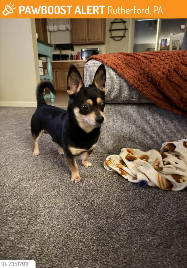 Found/Stray Male Dog last seen Kristy Lane, Harrisburg PA, Rutherford, PA 17111