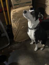 Found/Stray Male Dog last seen Prison hosp, Vacaville, CA 95687