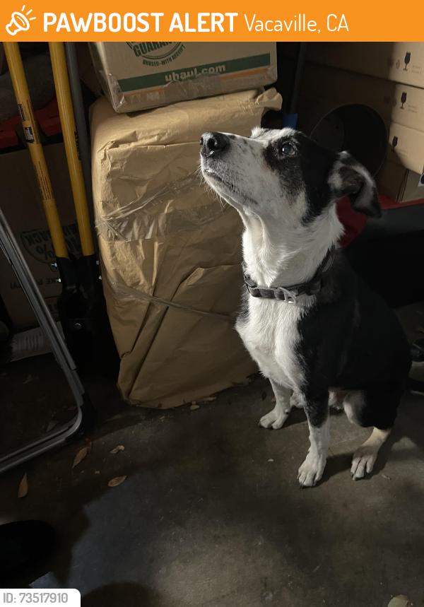 Found/Stray Male Dog last seen Prison hosp, Vacaville, CA 95687