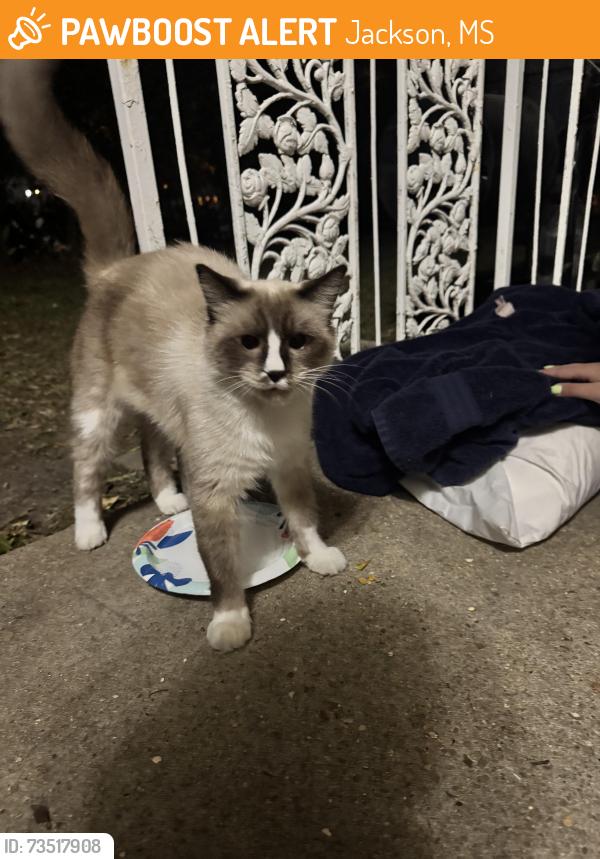 Found/Stray Unknown Cat last seen Near Fairview street, Jackson, MS 39202