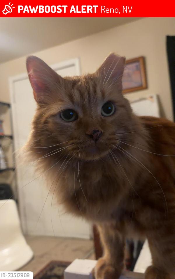 Lost Male Cat last seen W first st, Reno, NV 89503
