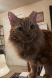 Lost Male Cat last seen W first st, Reno, NV 89503