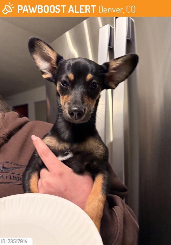 Found/Stray Male Dog last seen Green meadows place and eaton st, Denver, CO 80227