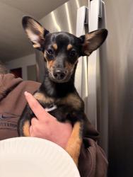 Found/Stray Male Dog last seen Green meadows place and eaton st, Denver, CO 80227