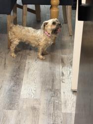 Reunited Female Dog last seen Near Creekdale Dr, Greensboro, NC 27406, USA, Greensboro, NC 27406