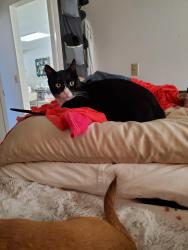 Lost Male Cat last seen Near Panorama Ridge Rd, Oceanside CA, Oceanside, CA 92056