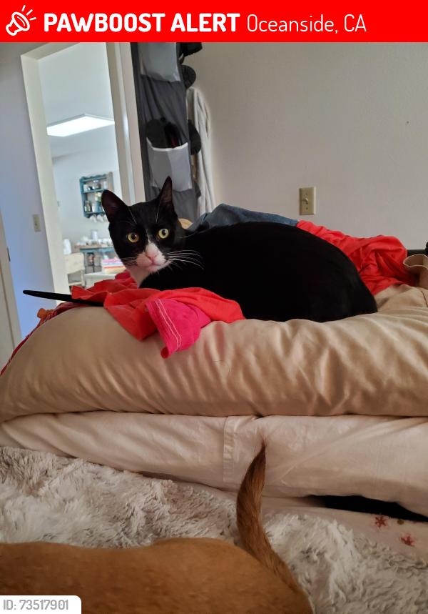 Lost Male Cat last seen Near Panorama Ridge Rd, Oceanside CA, Oceanside, CA 92056