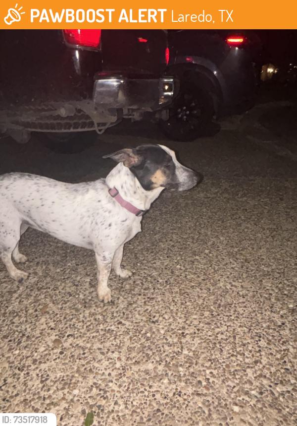 Found/Stray Female Dog last seen International, Laredo, TX 78045
