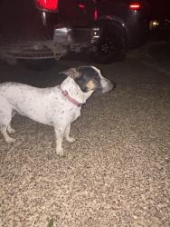 Found/Stray Female Dog last seen International, Laredo, TX 78045