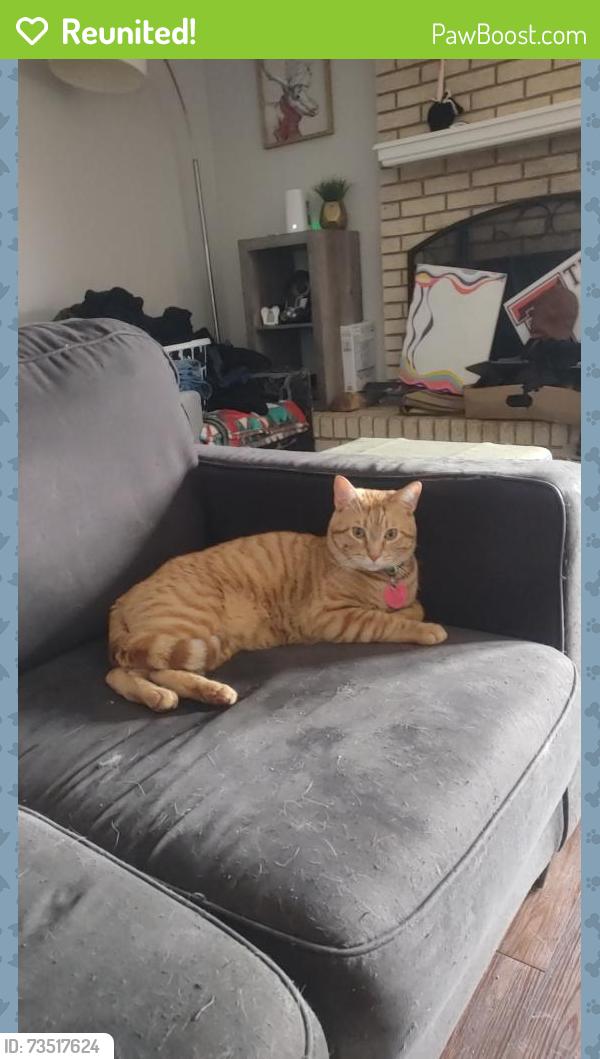 Reunited Male Cat last seen Trinity and raiders/Harston woods Dr., Fort Worth, TX 76040
