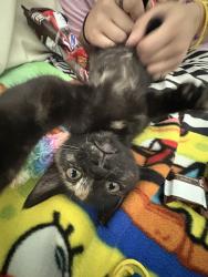 Lost Female Cat last seen Edith, Albuquerque, NM 87102