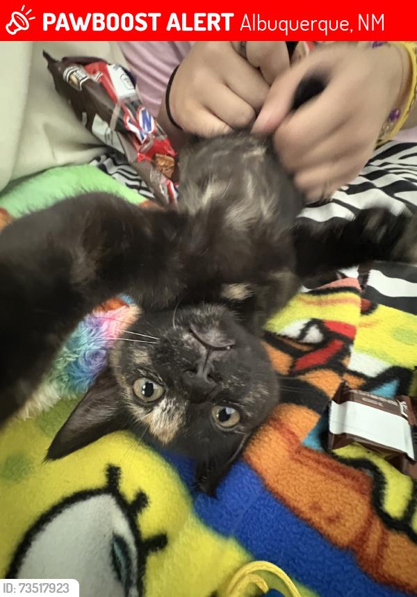 Lost Female Cat last seen Edith, Albuquerque, NM 87102
