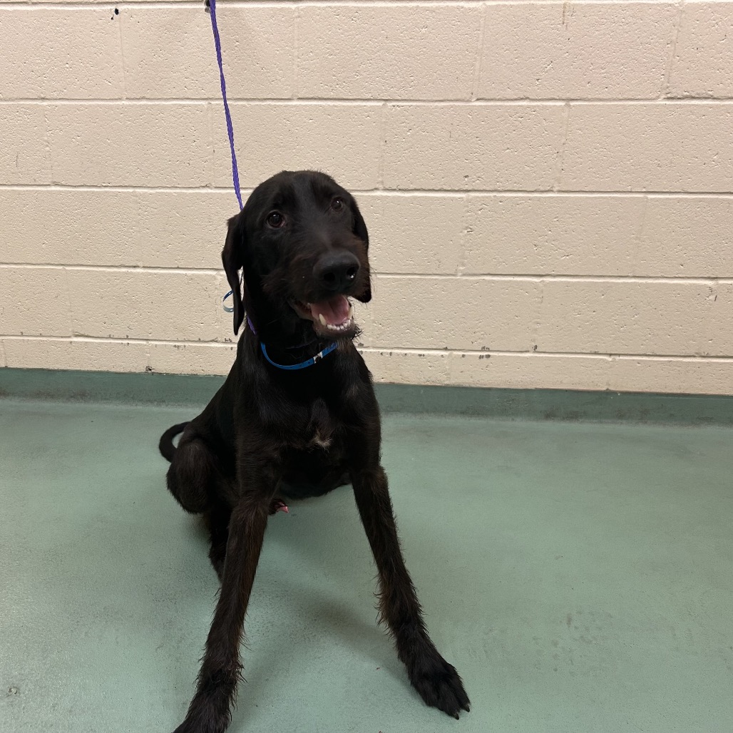 Shelter Stray Male Dog last seen , 2350 Appling City Cove, Memphis, TN 38133, USA