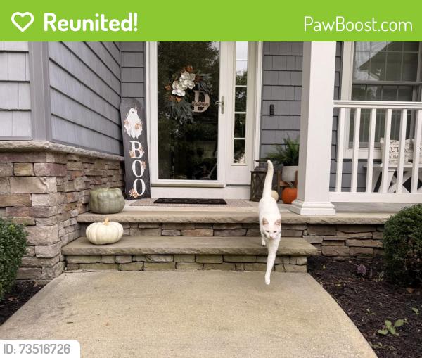 Reunited Male Cat last seen Old meadow road, Seaford, DE 19973