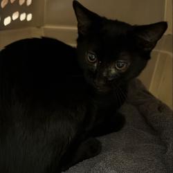 Shelter Stray Male Cat last seen , 2608 Center St, Tacoma, WA 98409, USA