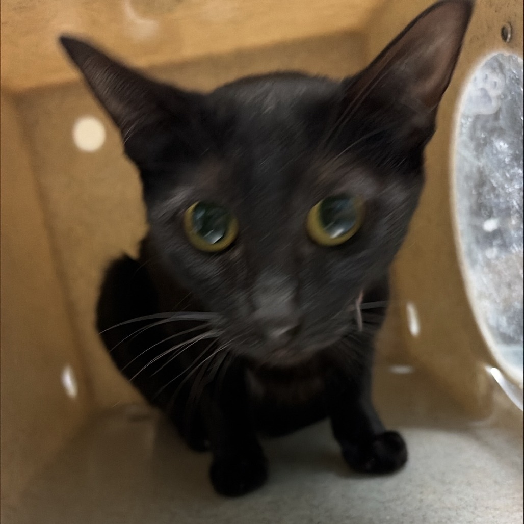 Shelter Stray Female Cat last seen , 2608 Center St, Tacoma, WA 98409, USA