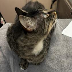 Shelter Stray Male Cat last seen , 2608 Center St, Tacoma, WA 98409, USA