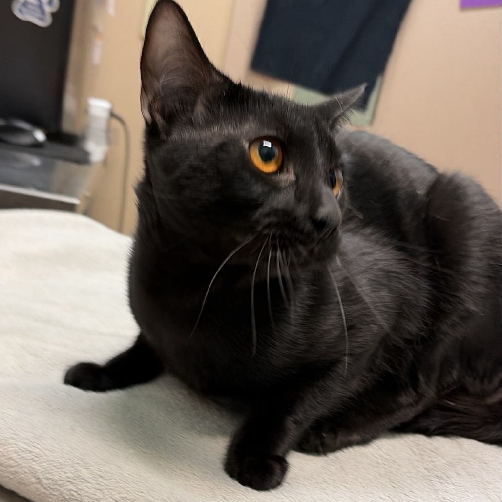 Shelter Stray Male Cat last seen , 2608 Center St, Tacoma, WA 98409, USA