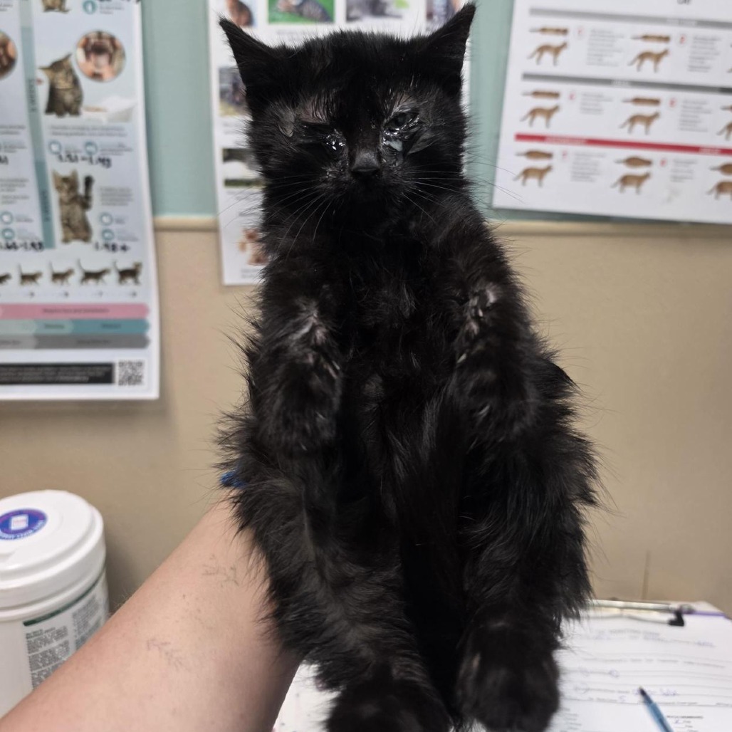 Shelter Stray Male Cat last seen , 2608 Center St, Tacoma, WA 98409, USA