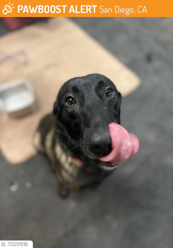 Found/Stray Female Dog last seen Eleven, San Diego, CA 92105