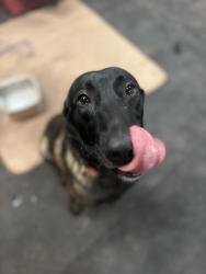 Found/Stray Female Dog last seen Eleven, San Diego, CA 92105