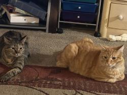 Lost Male Cat last seen Madison Elementary, Greeley, CO 80634