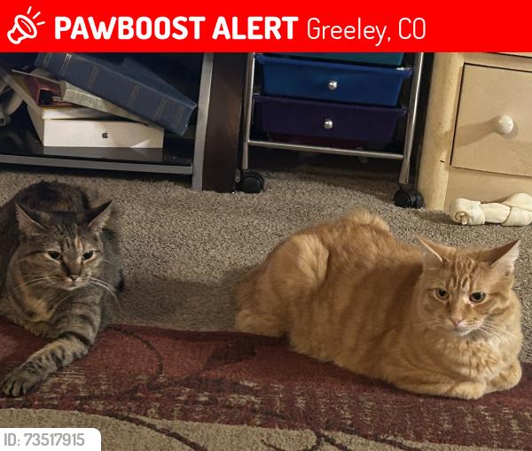 Lost Male Cat last seen Madison Elementary, Greeley, CO 80634