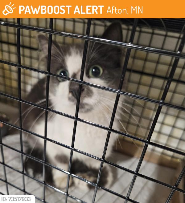 Found/Stray Female Cat last seen Norcrest, Afton, MN 55001