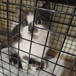 Found/Stray Female Cat last seen Norcrest, Afton, MN 55001