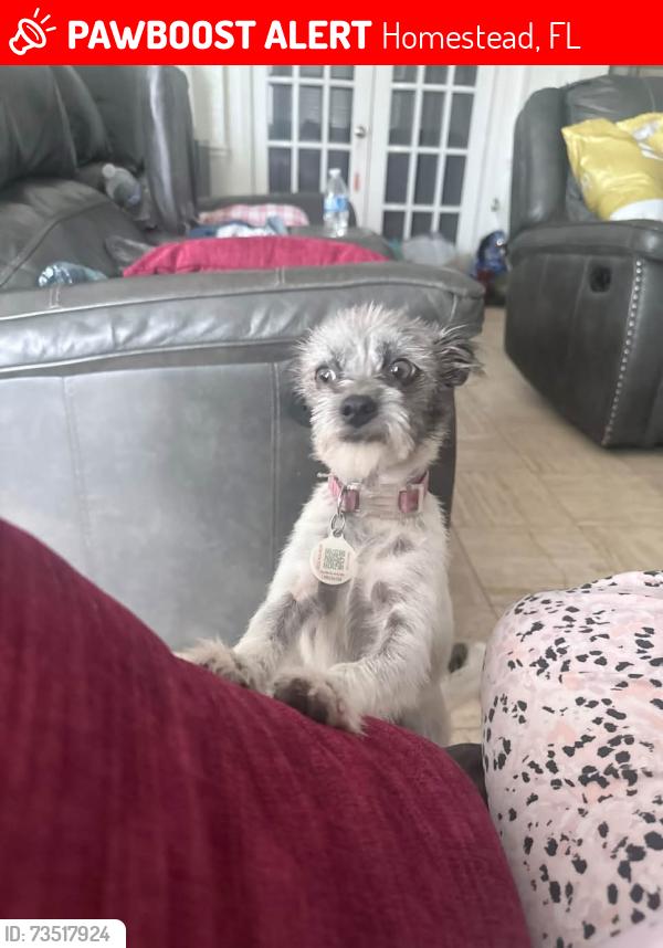 Lost Female Dog last seen Sw 298th street, Homestead, FL 33033