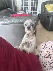 Lost Female Dog last seen Sw 298th street, Homestead, FL 33033