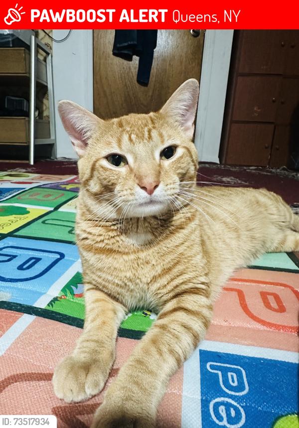 Lost Male Cat last seen Whitney and ithaca, Queens, NY 11373