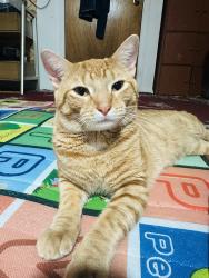 Lost Male Cat last seen Whitney and ithaca, Queens, NY 11373