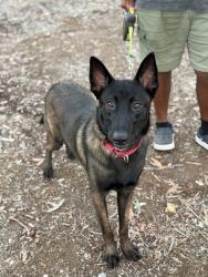 Found/Stray Male Dog last seen Cherokee point elementary, San Diego, CA 92105