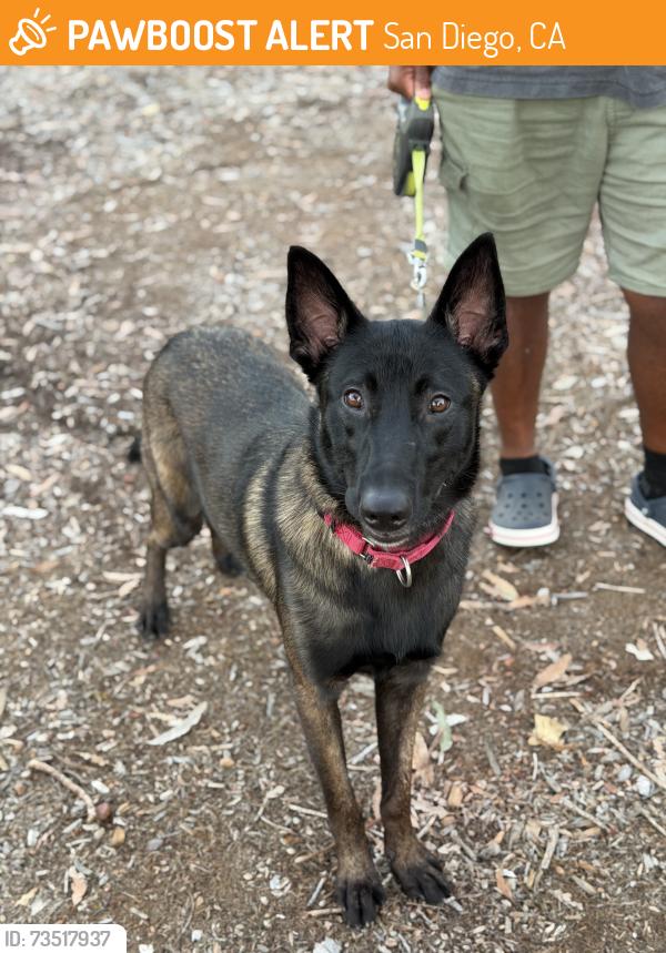 Found/Stray Male Dog last seen Cherokee point elementary, San Diego, CA 92105