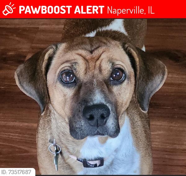 Lost Female Dog last seen baurer rd cress creek crossing culdasac on north side 6pm, Naperville, IL 60563
