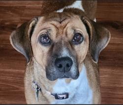 Lost Female Dog last seen baurer rd cress creek crossing culdasac on north side 6pm, Naperville, IL 60563