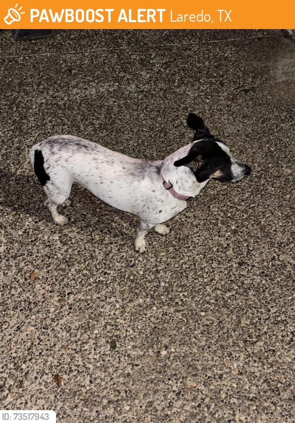 Found/Stray Female Dog last seen International, Laredo, TX 78045