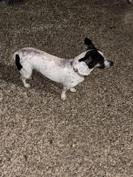 Found/Stray Female Dog last seen International, Laredo, TX 78045