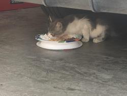 Found/Stray Unknown Cat last seen Fox lane and Woodcrest, Mansfield, TX 76063
