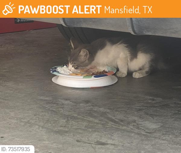Found/Stray Unknown Cat last seen Fox lane and Woodcrest, Mansfield, TX 76063